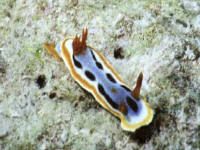 this is an unknown chromodoris species found in the Wakat... by David Thompson 